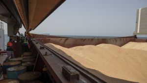 Наша пшениця бере курс на Ємен та Алжир